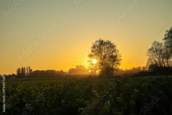 Obraz Un soir à Saint-Émilion