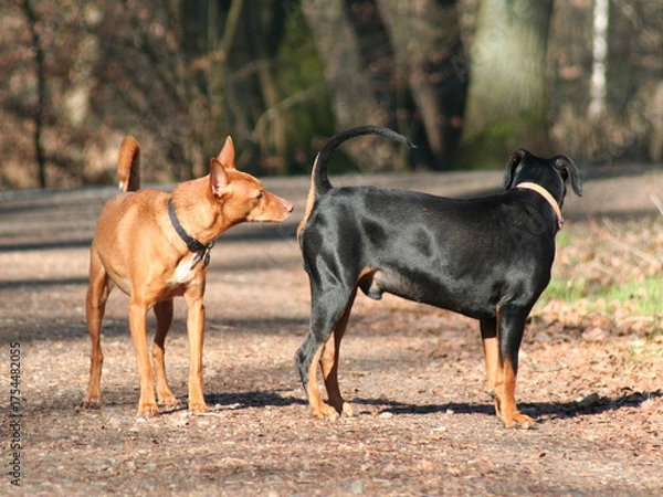 Fototapeta Zwei Hunde schnüffeln sich zur Begrüßung am Po. Waldweg mit Bäumen im Hintergrund bei Sonnenschein