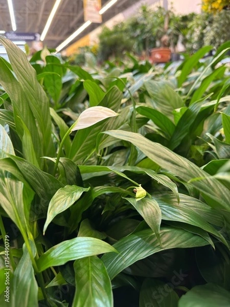 Obraz green corn plant