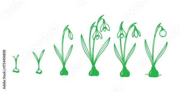 Fototapeta Outline of the life cycle of Galanthus nivalis, commonly known as the snowdrop. It shows the growth stages from sprouting to flowering and fruiting plants.