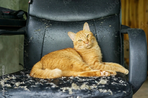 Fototapeta Red cat sitting on a chair was a scratch from a cat.
