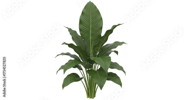 Fototapeta Isolated bird of paradise plant studio shot, indoor greenery, ornamental decorative element