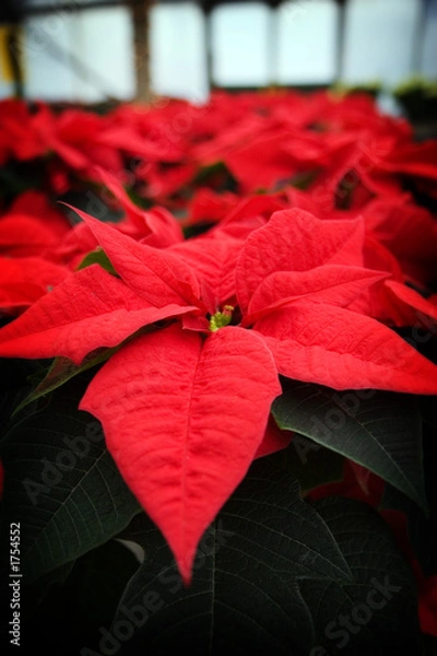 Fototapeta christmas