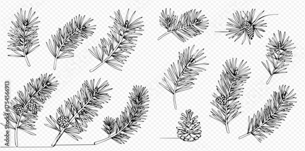 Obraz Detailed black and white line art illustrations of various pine tree branches and a solitary pine cone, perfect for winter and holiday designs.