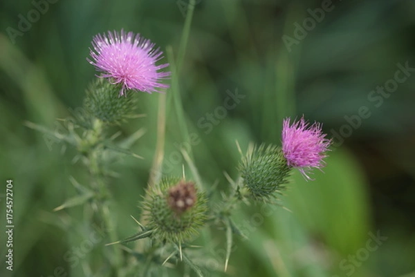 Obraz 路傍で淡いピンクの花を咲かせていたアザミ