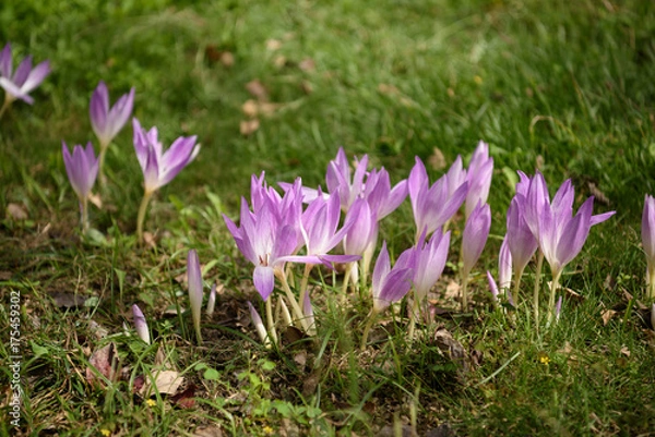 Obraz コルチカム