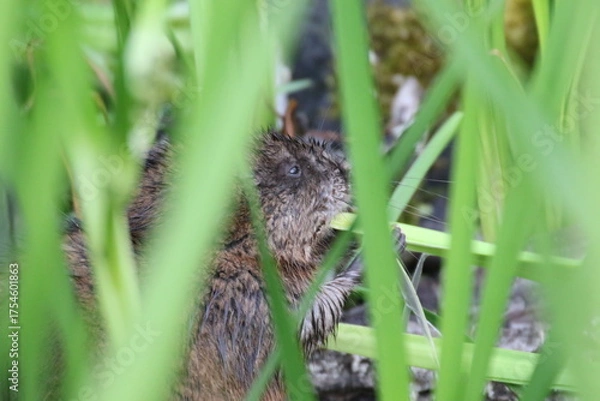 Obraz muskrat trying to hide while eating