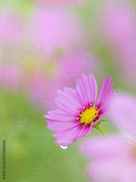 Fototapeta 秋を彩るコスモスの花畑。小雨の中で静かに佇む、雨の雫のついたピンクのコスモス。自然風景。縦構図