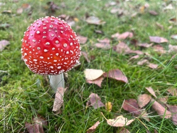 Fototapeta Close up image on toadstool mushroom growing in green moss and grass.