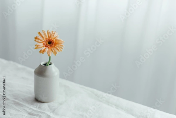 Obraz 白背景、花瓶に入ったガーベラ