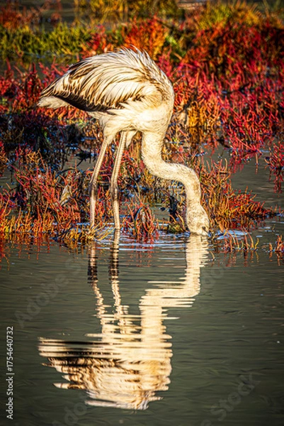 Obraz flamingo in the water