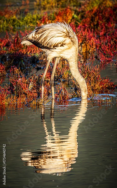 Obraz flamingo in the water