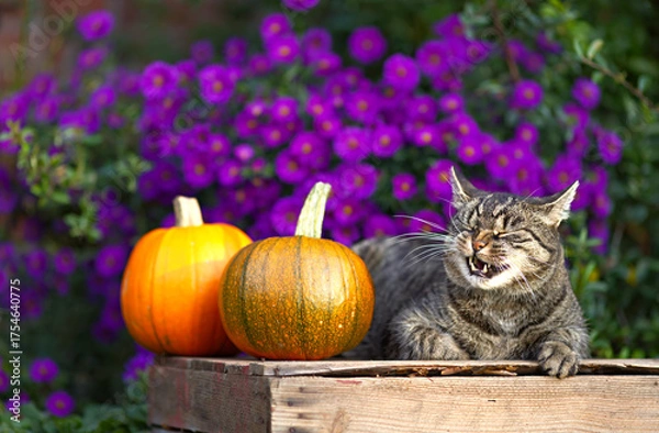 Fototapeta Cute tabby short hair cat yawns and makes a funny face. Cat relaxes on a wooden box with pumpkins. Autumn ambiance in a blooming garden
