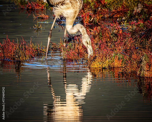 Obraz flamingo in the water
