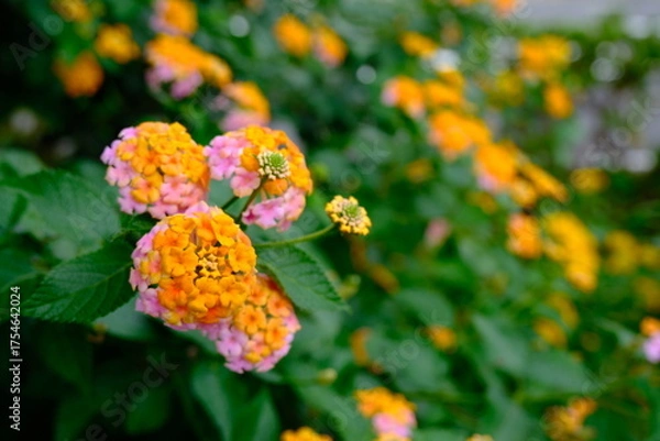 Fototapeta 란타나꽃