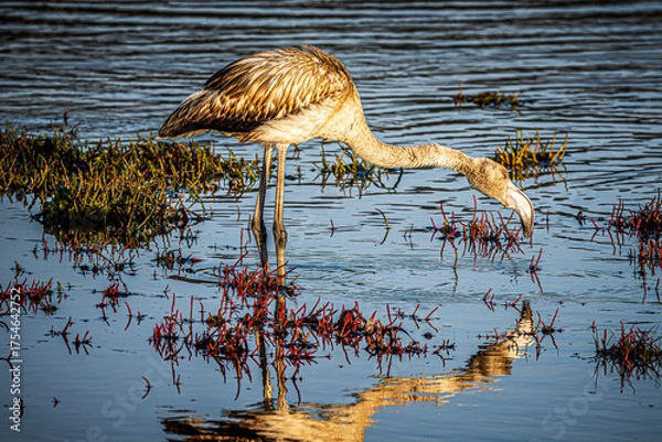Obraz flamingo in the water