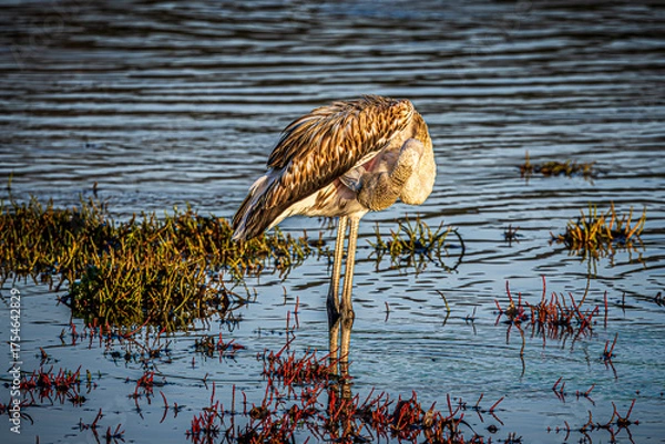 Obraz flamingo in the water