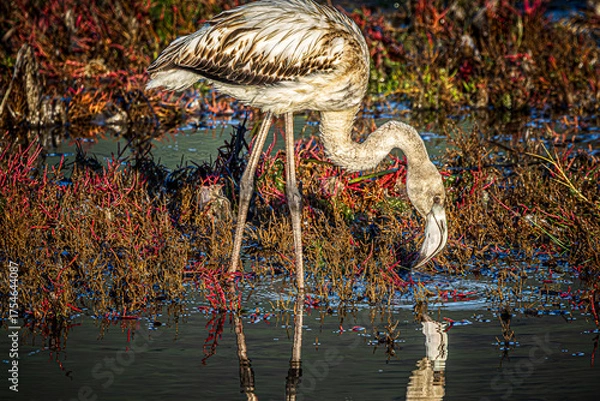 Obraz flamingo in the water