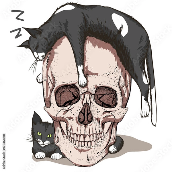 Obraz Sleeping cat. Skull and cats.