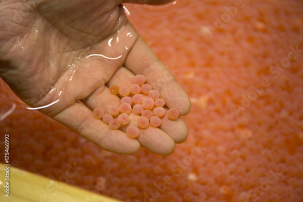 Fototapeta シャケの人工授精