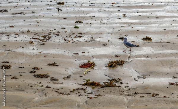Obraz ants on the beach