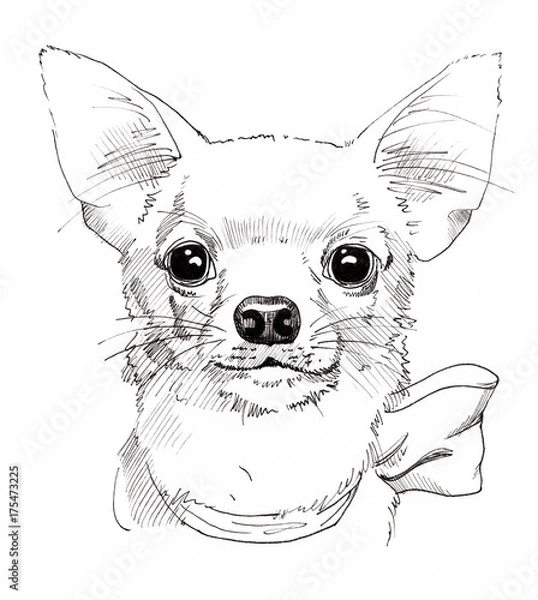 Obraz Chihuahua hand drawn portrait