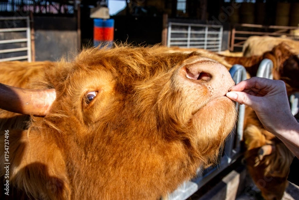 Obraz Scottish Highland Cow