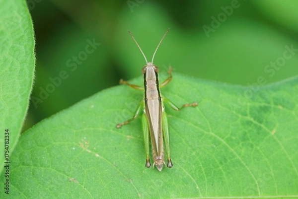 Obraz コバネイナゴの背中