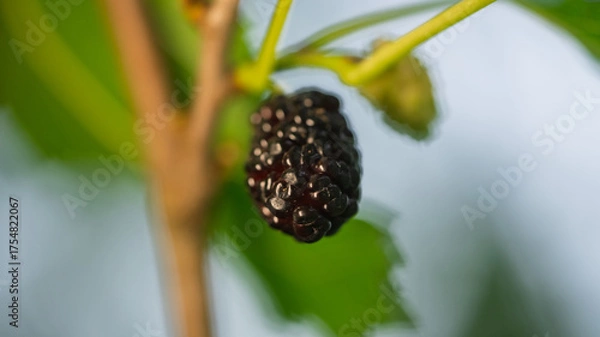 Obraz Mulberry tree's fruit.