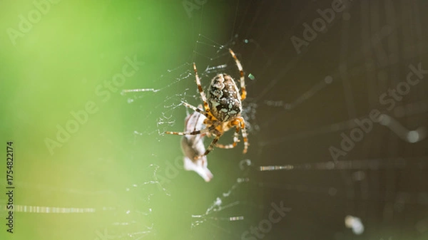 Fototapeta A spider is sitting nearby and an insect is covered in a web.
