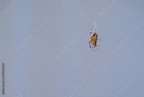 Obraz Side view of a forest spider.