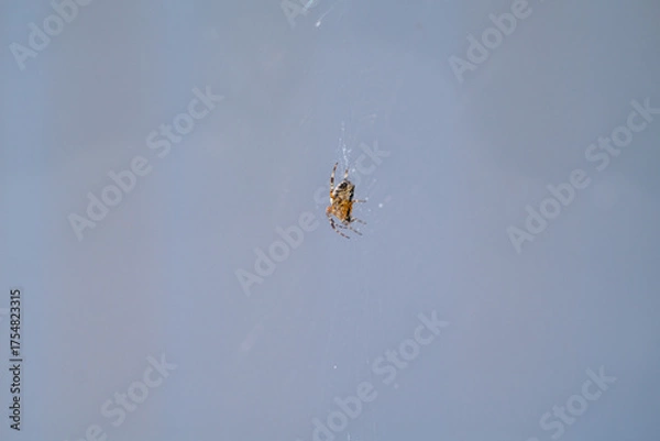 Obraz A close-up of a forest spider from a side perspective.
