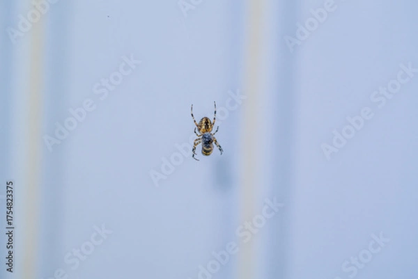 Obraz The spider caught a bee or a wasp.