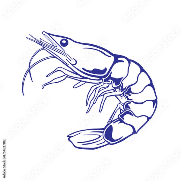 Fototapeta simple vector of a fresh shrimp
