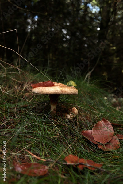 Obraz Pilz im Herbstwald