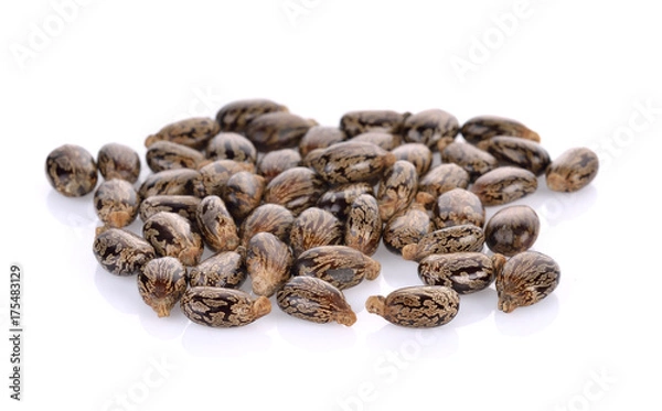 Obraz Castor on white background