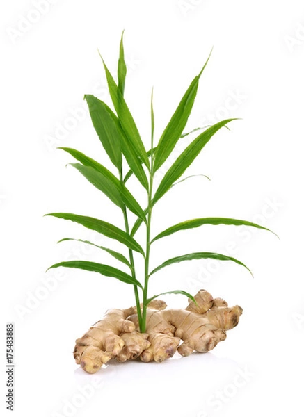 Obraz ginger on a white background