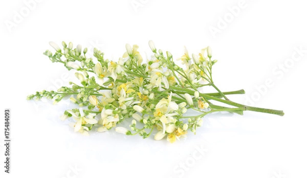Obraz Moringa flowers on a white background