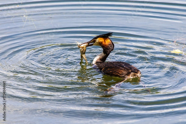 Obraz Haubentaucher 17