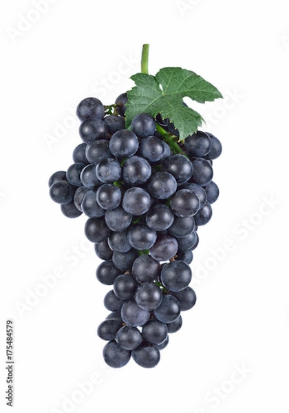 Obraz purple grapes  Isolated on white background