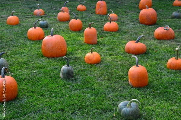 Obraz Pumpkins at Grandma's