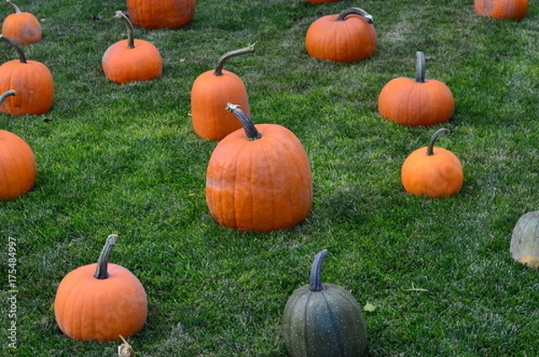 Obraz Pumpkins at Grandma's