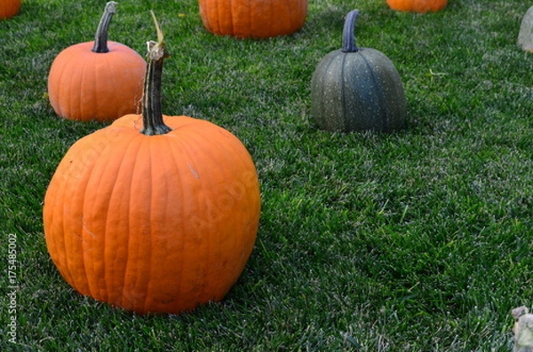 Obraz Pumpkins at Grandma's