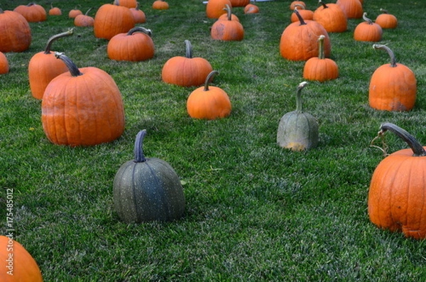 Obraz Pumpkins at Grandma's