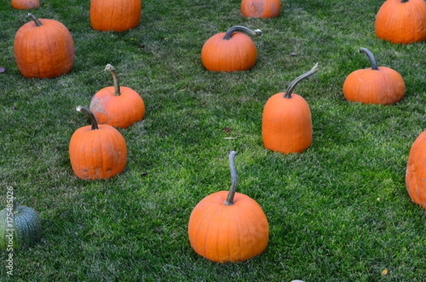 Obraz Pumpkins at Grandma's