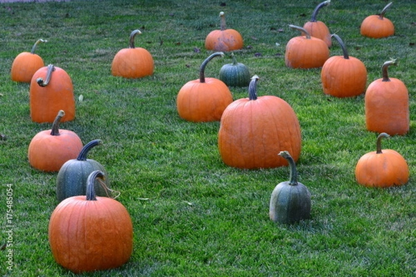 Obraz Pumpkins at Grandma's