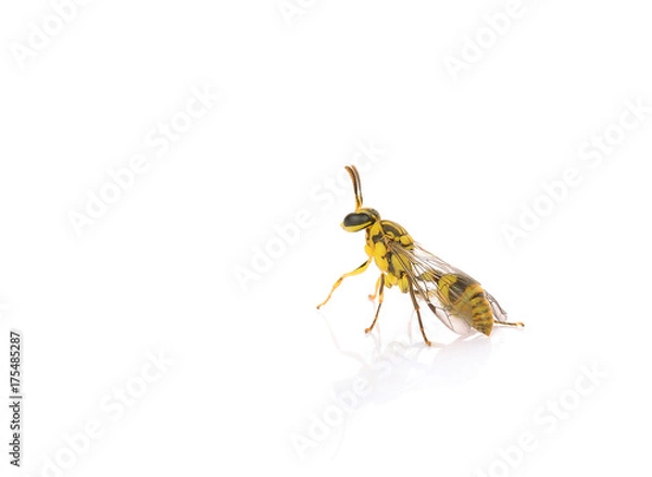 Fototapeta Vespidae on white background