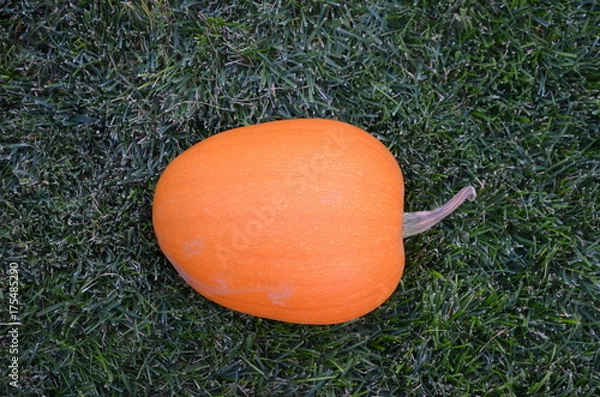 Obraz Pumpkins at Grandma's