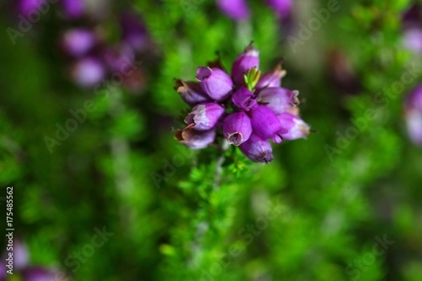 Obraz Bell heather (Erica cinerea)