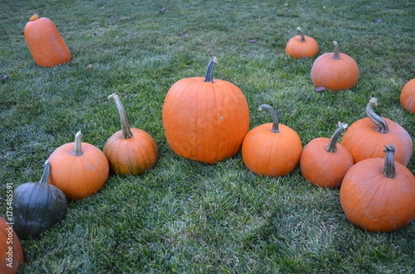 Obraz Pumpkins at Grandma's